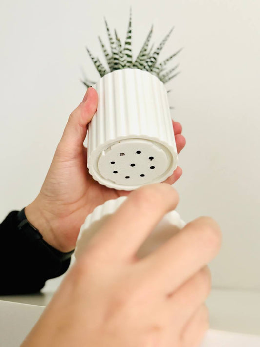 Buy one planter get free succulent and soil