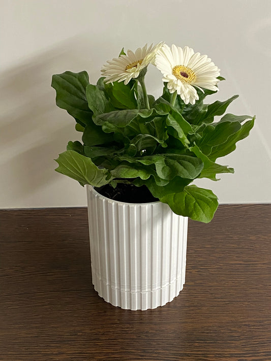 Modern Minimalist Planter