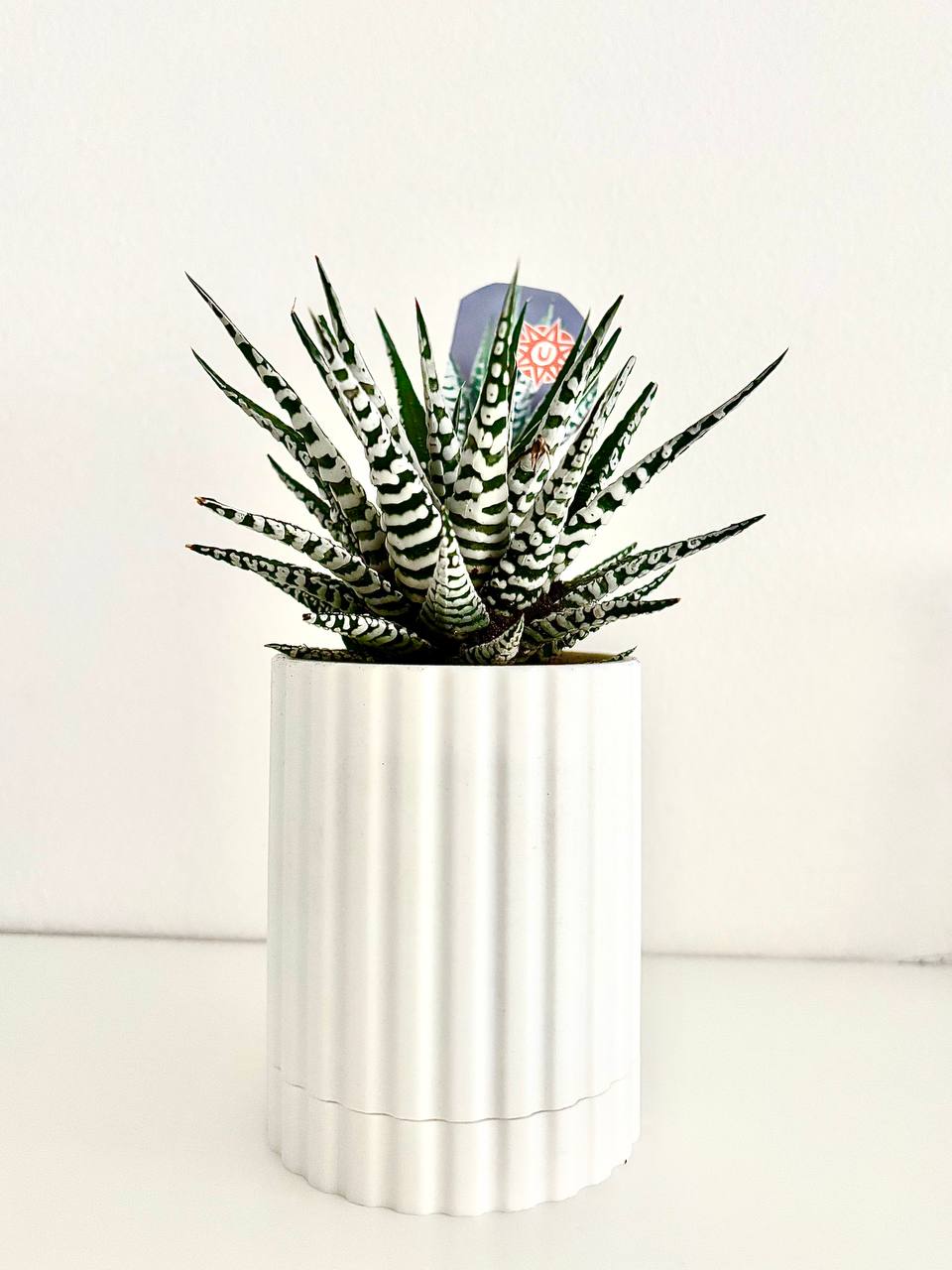 Buy one planter get free succulent and soil