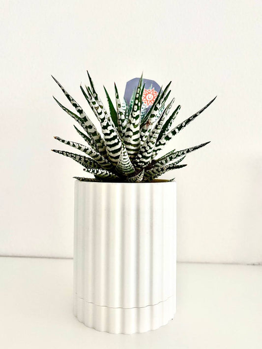 Buy one planter get free succulent and soil