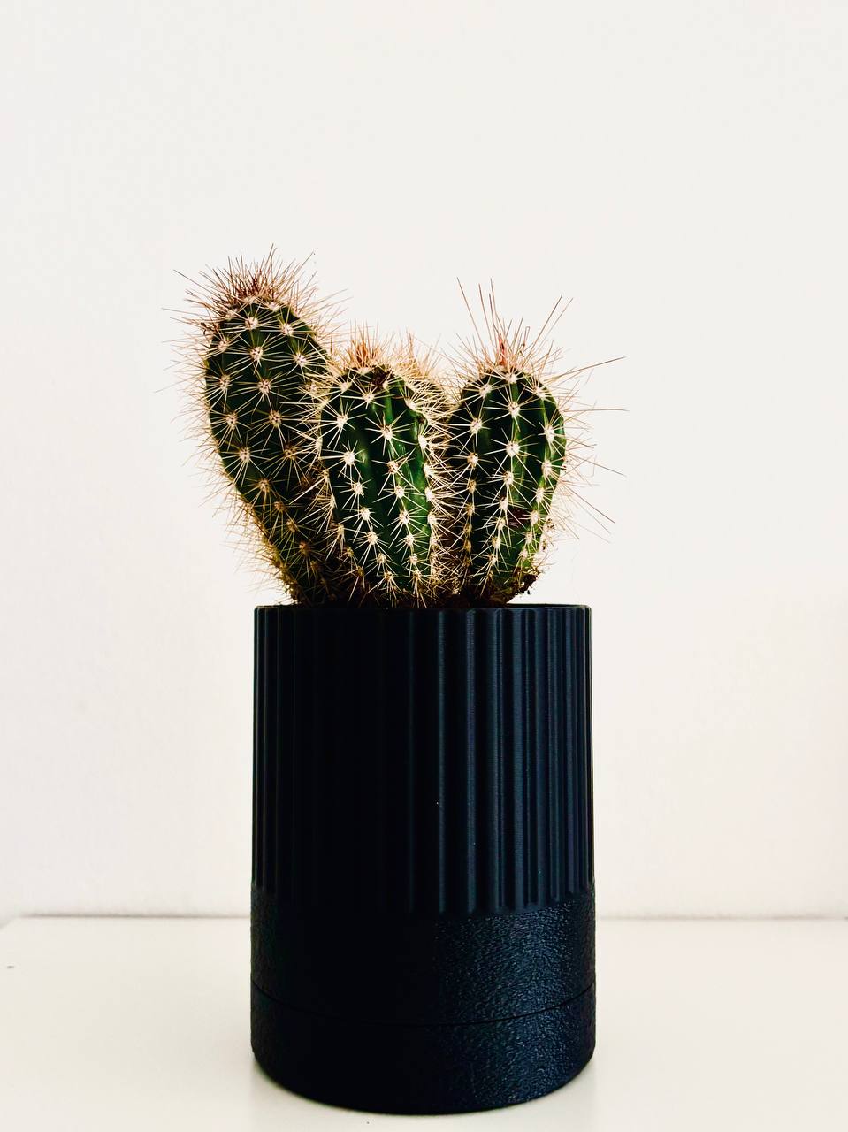 Buy one planter get free succulent and soil